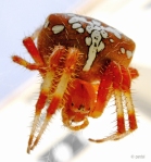 Aranha de jardim ‘Araneus Diadematus’