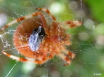 Aranha de jardim ‘Araneus Diadematus’